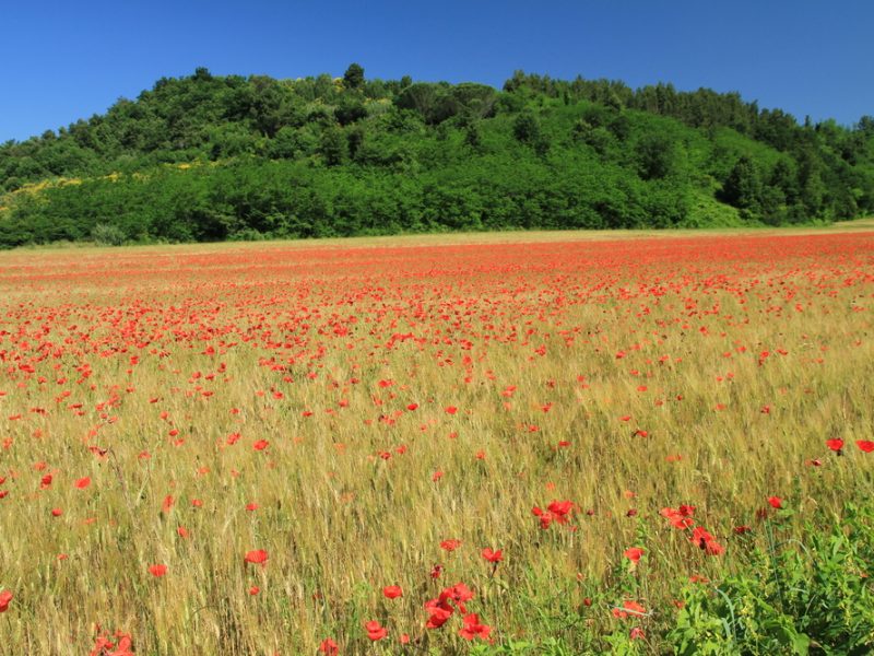 Bloemenveld Toscane