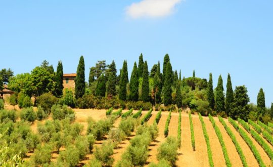 Authentiek Toscane? Bezoek een Agriturismo!