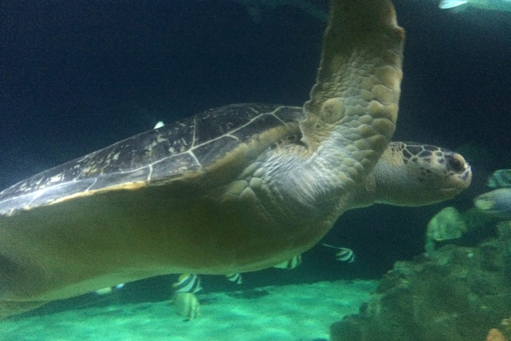 Aquarium Livorno