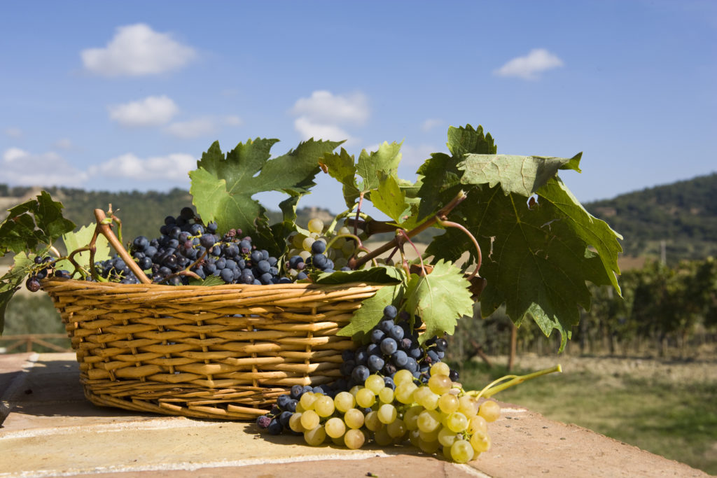 Toscana druiven