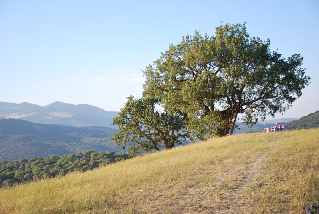 toscane