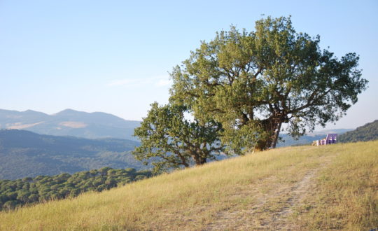 5 tips voor een gezellige avond in je agriturismo