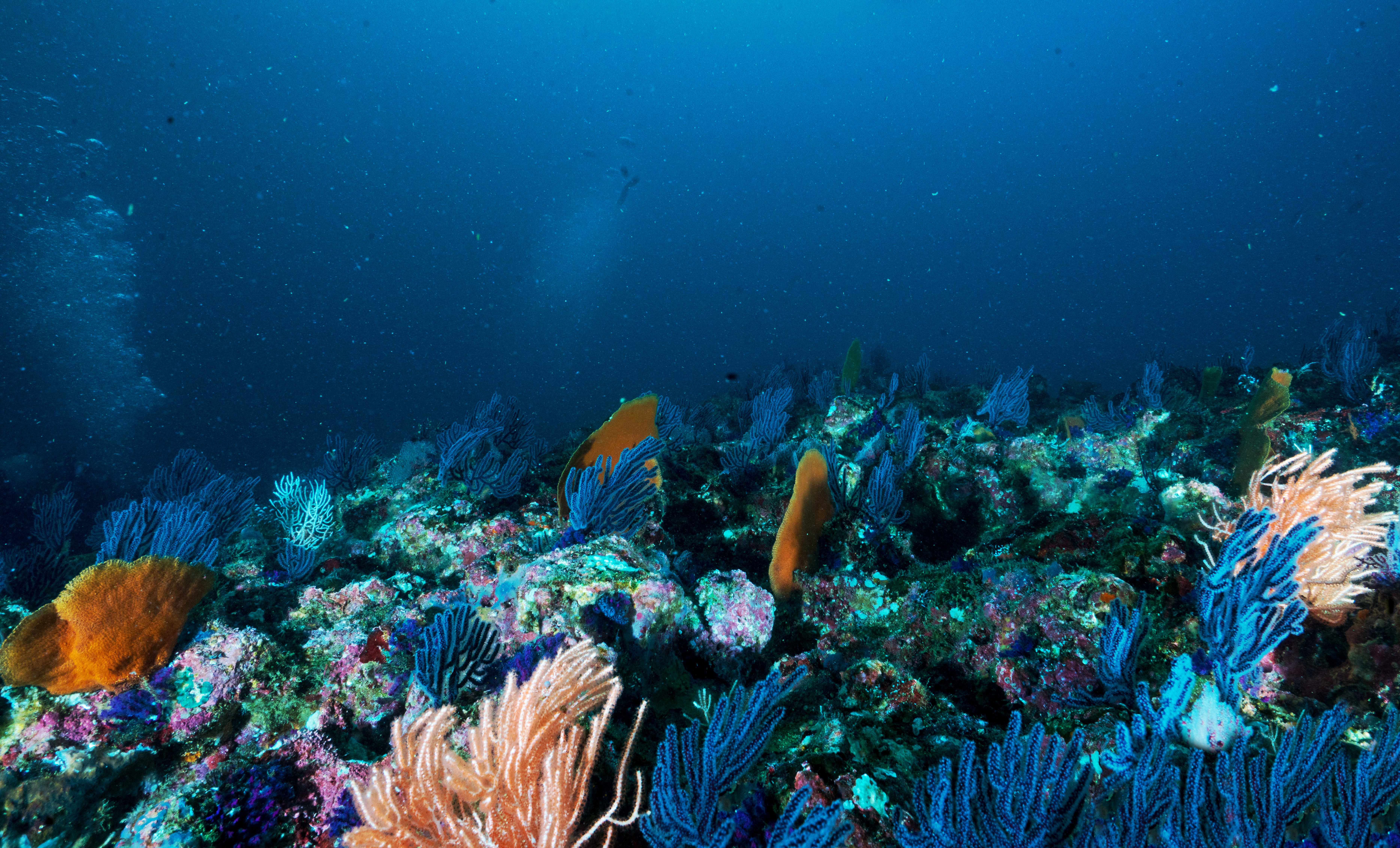 Snorkelen en duiken op Elba