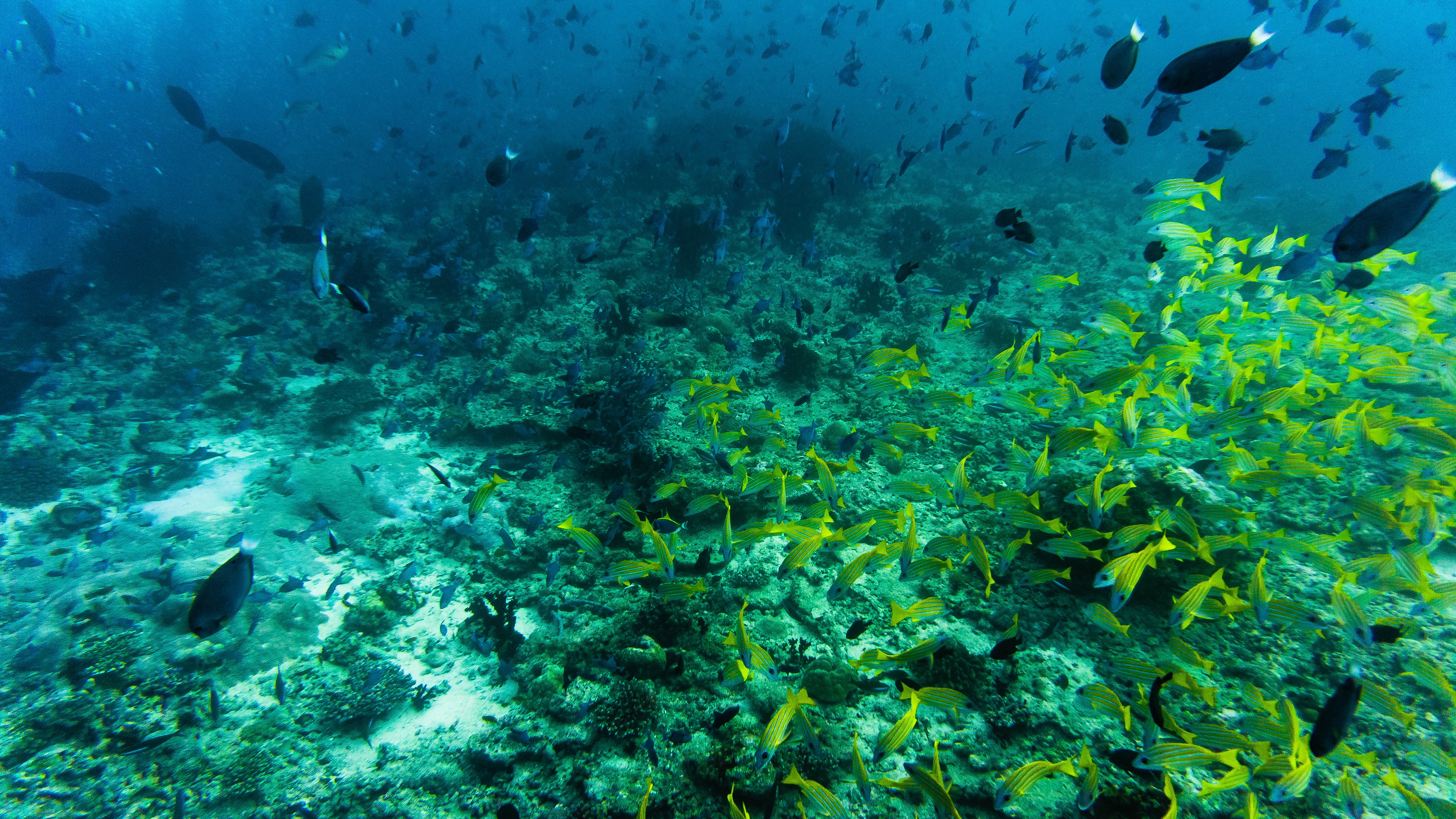 Snorkelen en duiken op Elba